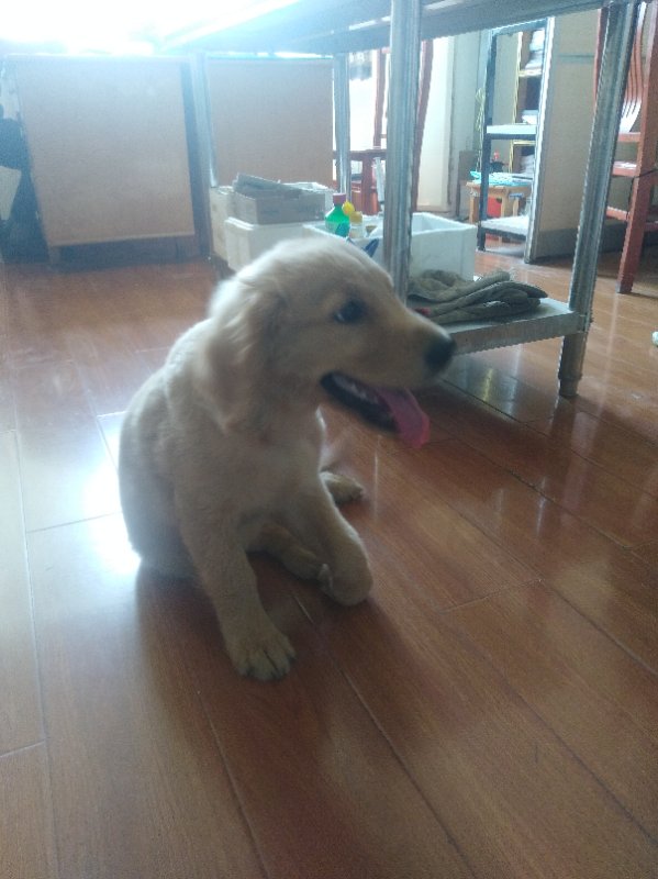 關(guān)節(jié)肘頭與冠狀骨斜骨折。經(jīng)兩個(gè)小時(shí)手術(shù)，將斷骨聯(lián)結(jié)