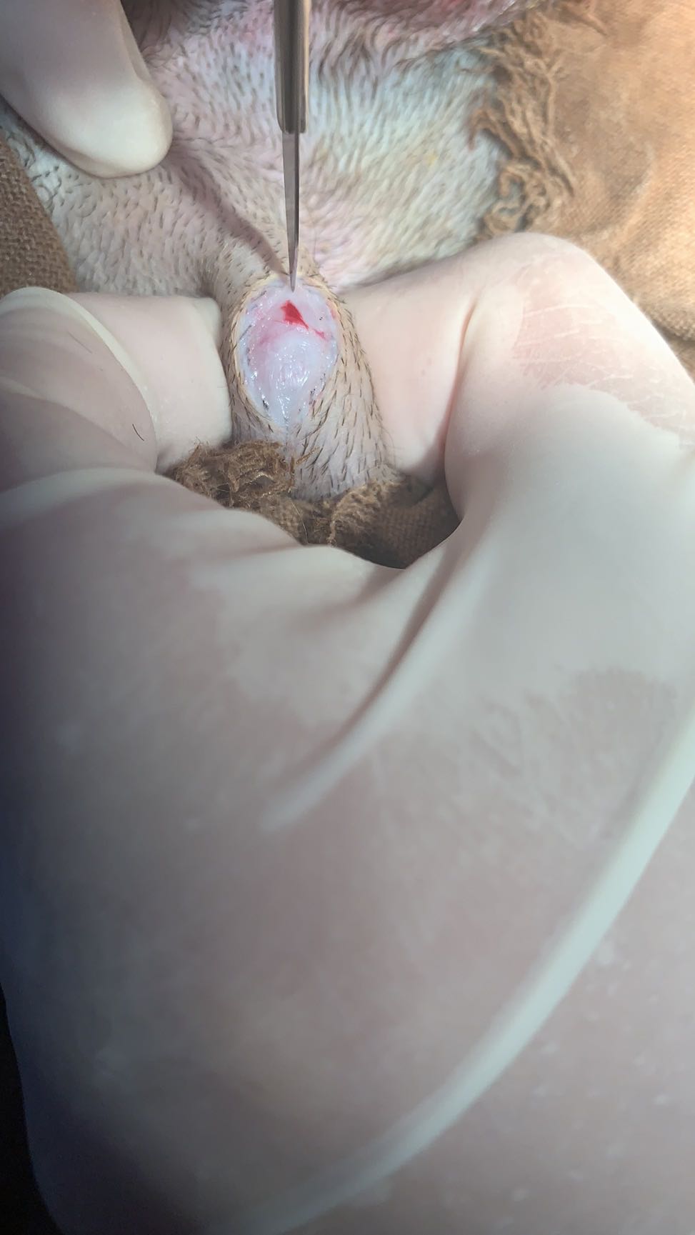 公犬隱睪摘除手術(shù)