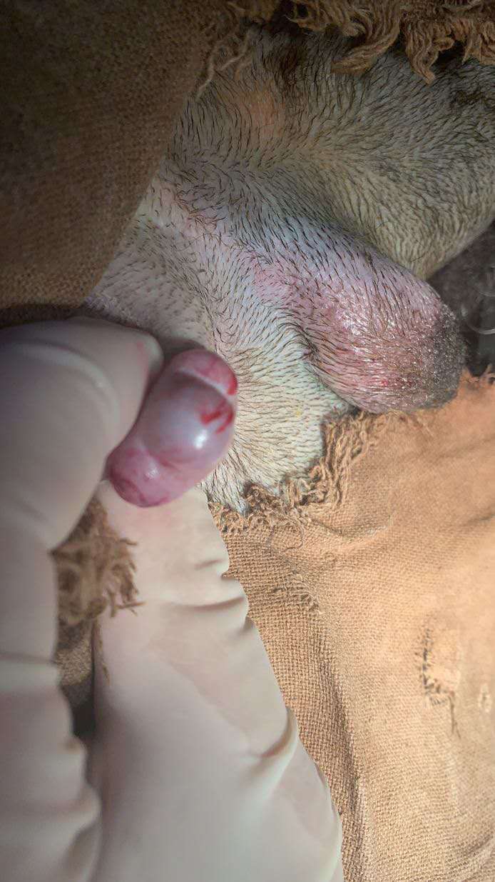 公犬隱睪摘除手術(shù)