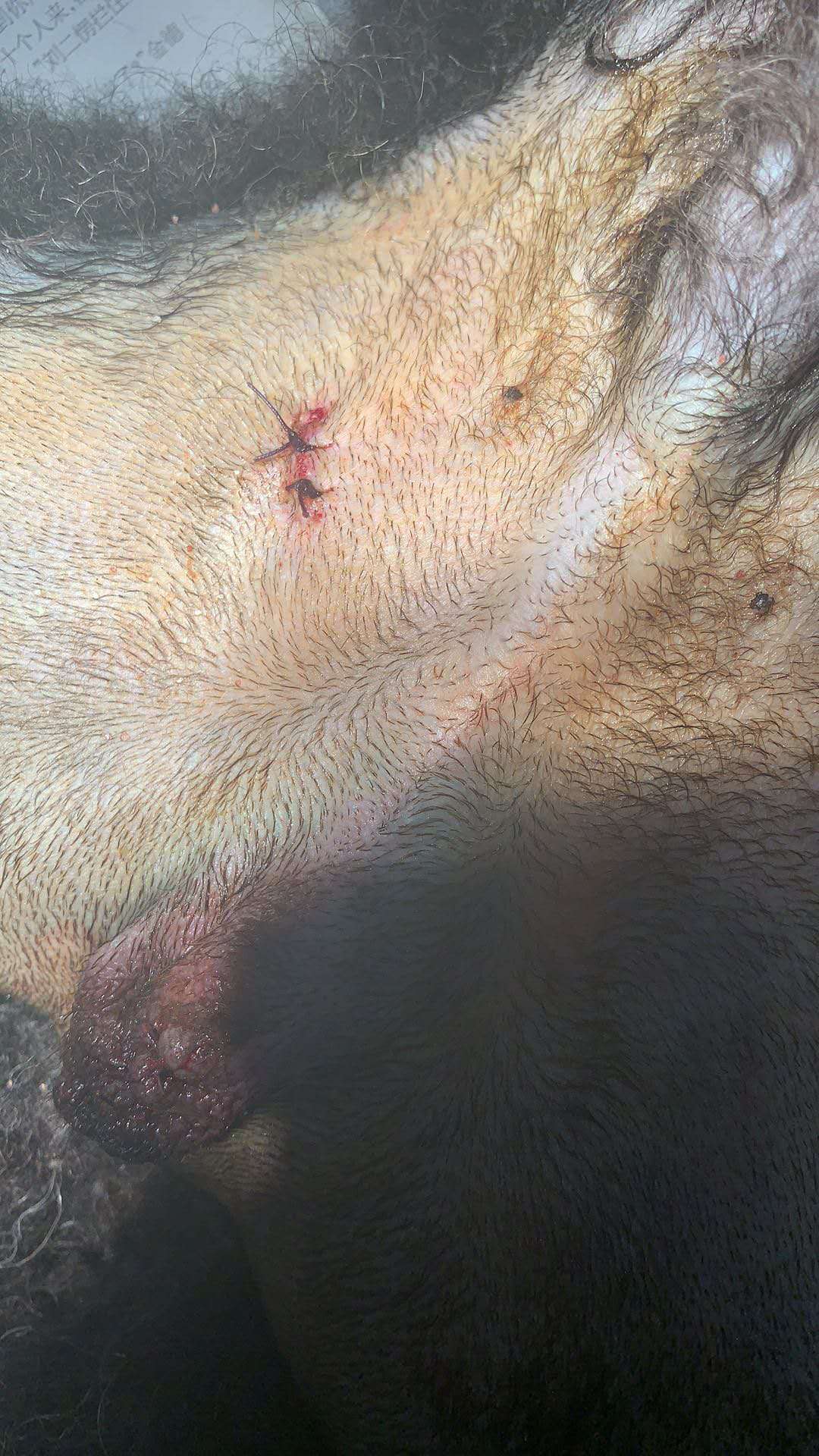 公犬隱睪摘除手術(shù)