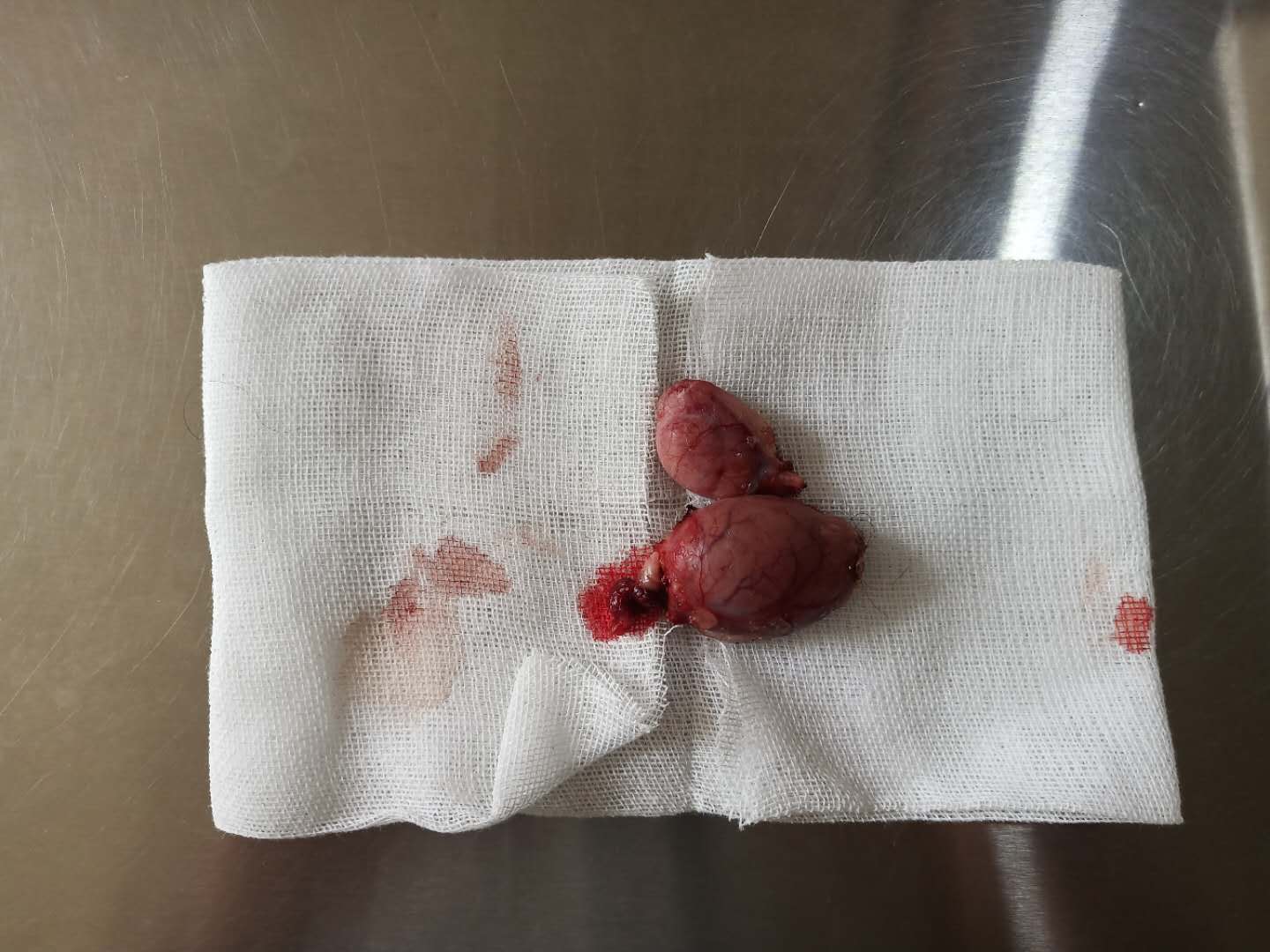 公犬隱睪摘除手術(shù)