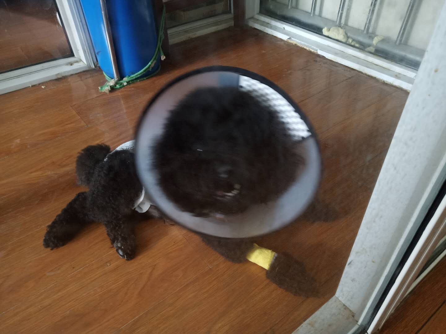 公犬隱睪摘除手術(shù)