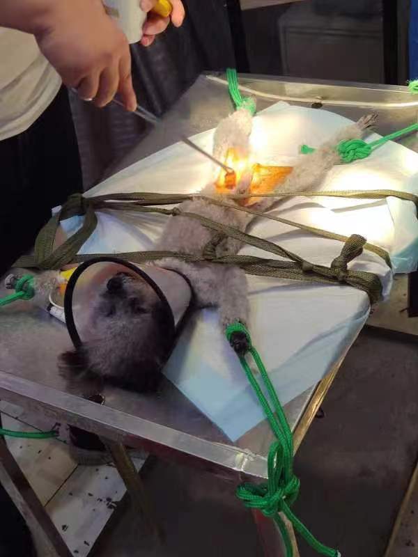 雙側(cè)隱睪摘除