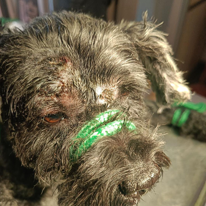 腫瘤切除手術(shù)