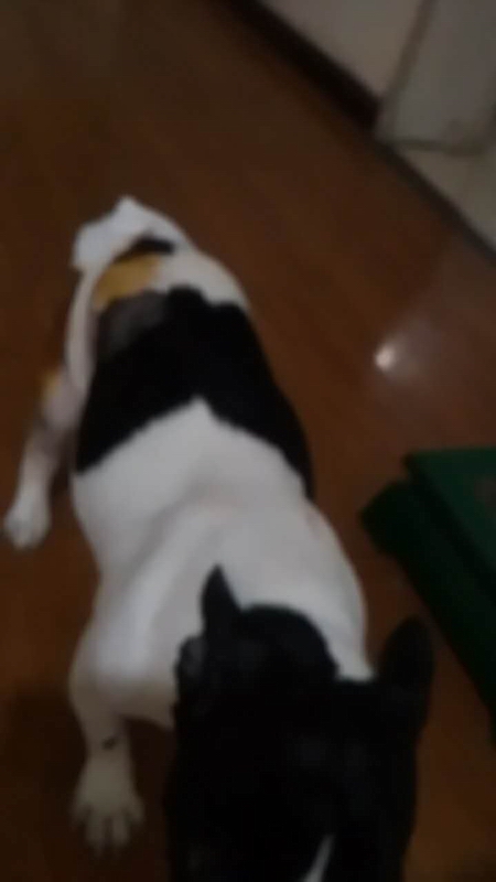 后肢股骨遠(yuǎn)端骨折整復(fù)手術(shù)