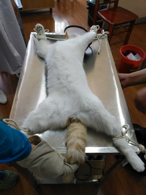 公貓噗噗去勢(shì)術(shù)（絕育手術(shù)）