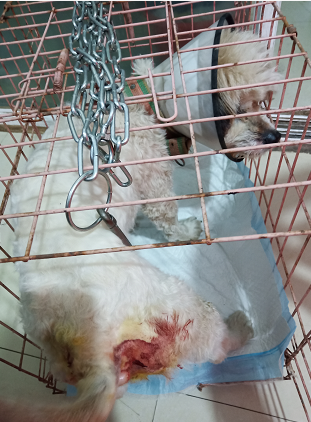 1576837261977499.png blob.png