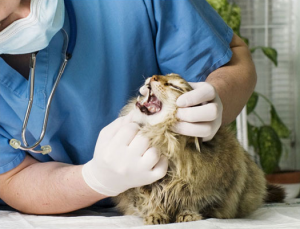 一例因主人粗心導(dǎo)致的尾巴根部嚴(yán)重撕裂病例